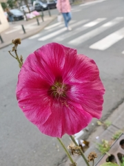 Alcea rosea