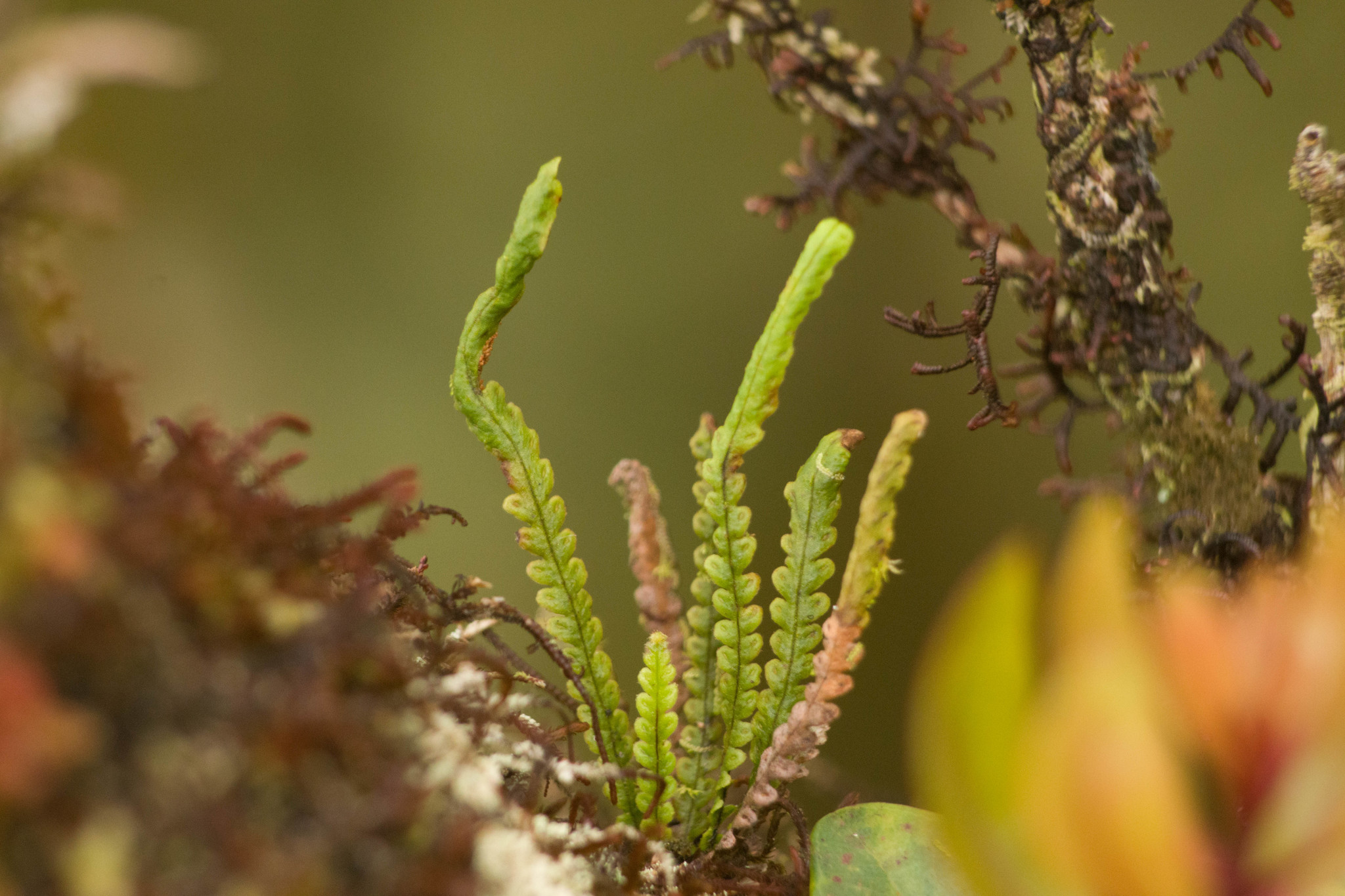 Stenogrammitis saffordii