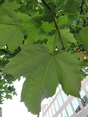 Acer platanoides