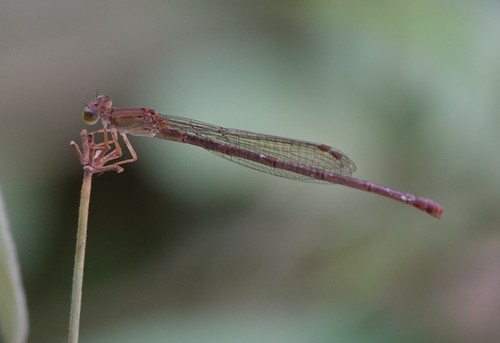 Common Citril photo 3