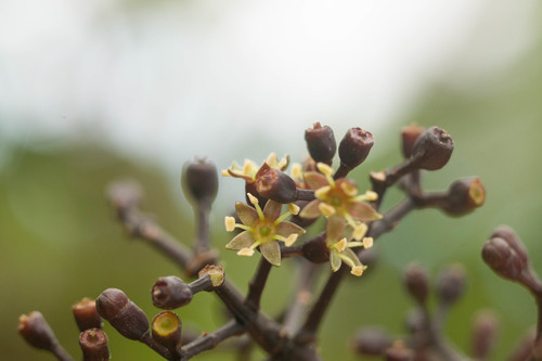 Cheirodendron trigynum
