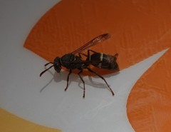 Polistes africanus