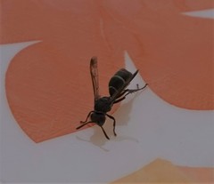 Polistes africanus