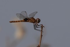 Macrodiplax