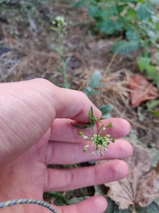 Capsella bursa-pastoris