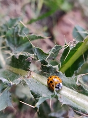 Harmonia axyridis