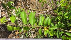 Grewia caffra