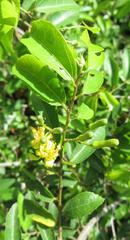 Grewia caffra