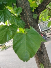 Tilia platyphyllos