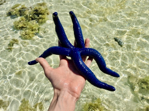 Photo of Blue sea star (Linckia laevigata)