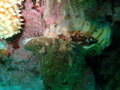 Tonnoidea