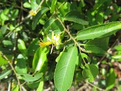 Grewia caffra