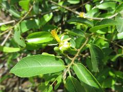 Grewia caffra