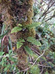 Adenophorus tamariscinus