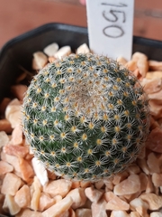 Mammillaria