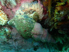 Tonnoidea