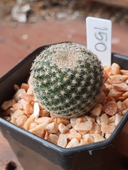 Mammillaria