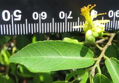 Grewia caffra