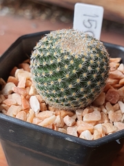 Mammillaria