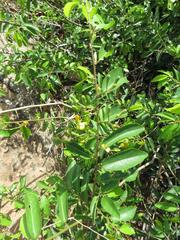 Grewia caffra