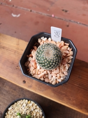 Mammillaria