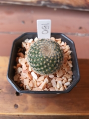 Mammillaria