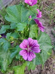 Malva sylvestris
