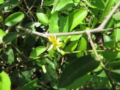 Grewia caffra