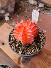 Gymnocalycium mihanovichii