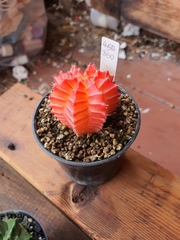 Gymnocalycium mihanovichii
