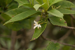 Scaevola gaudichaudiana