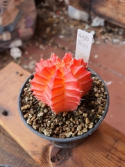 Gymnocalycium mihanovichii