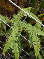 Sticherus owhyhensis