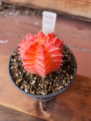 Gymnocalycium mihanovichii