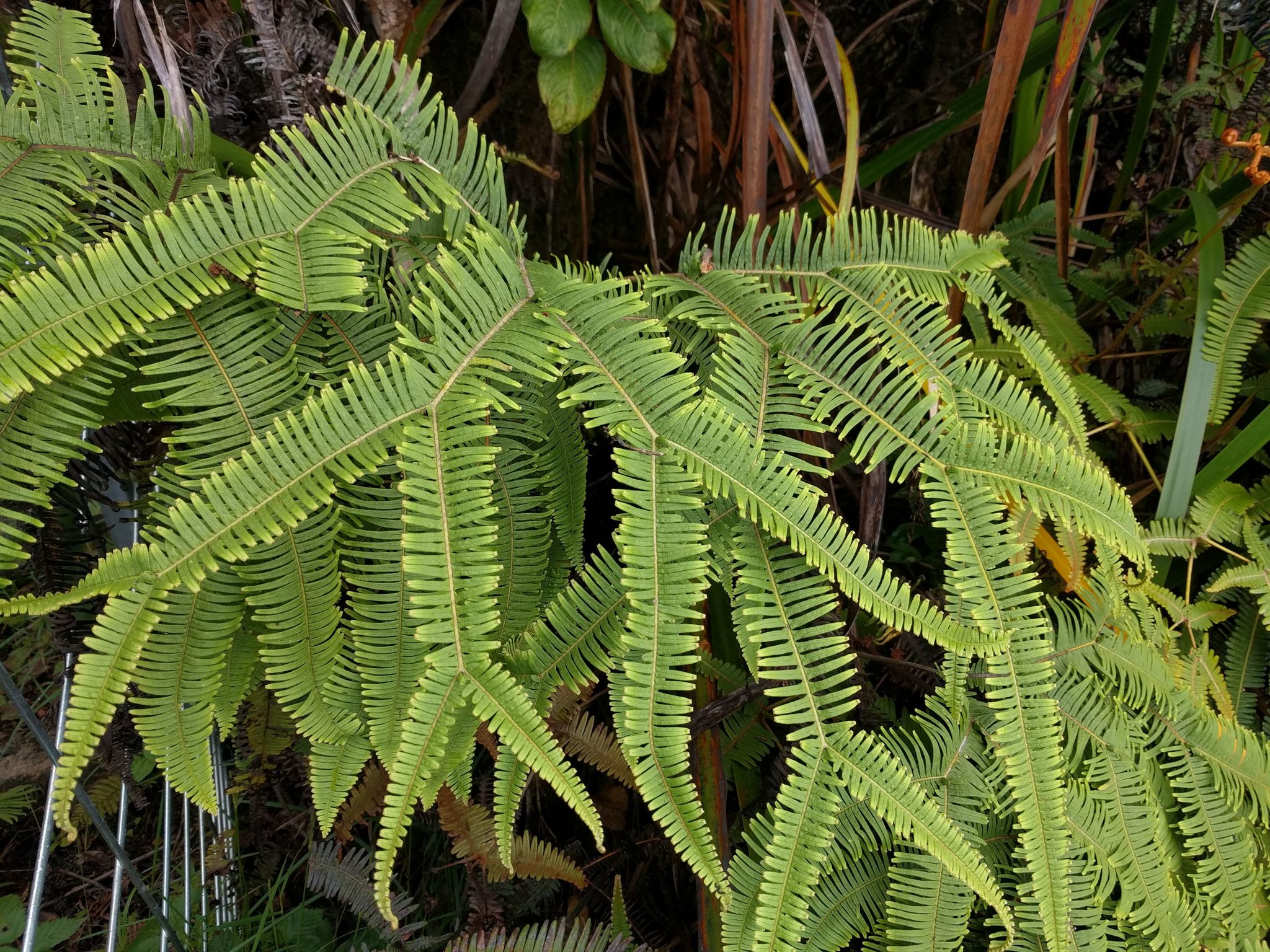 Sticherus owhyhensis