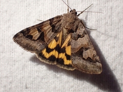 Drasteria adumbrata