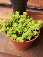 Sedum japonicum