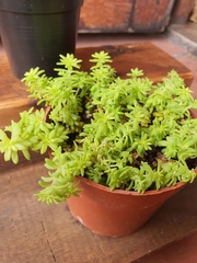 Sedum japonicum
