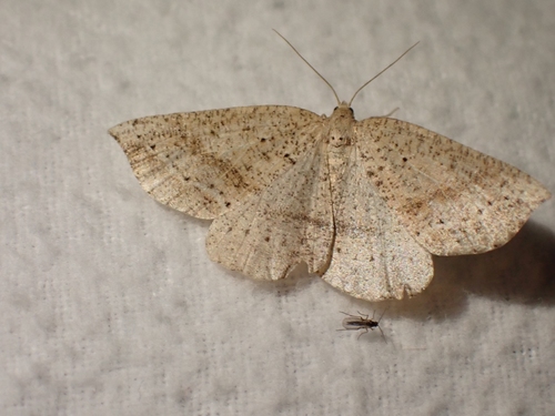 Thallophaga taylorata