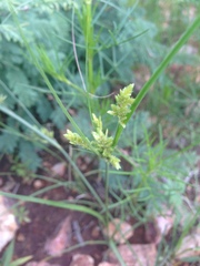 Cyperus sphaerolepis