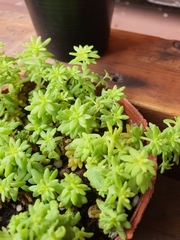 Sedum japonicum