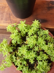 Sedum japonicum