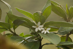 Scaevola gaudichaudiana