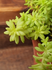 Sedum japonicum