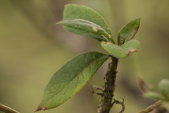 Scaevola gaudichaudiana