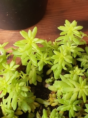 Sedum japonicum