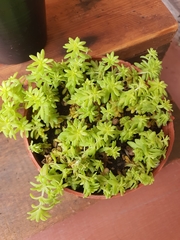 Sedum japonicum