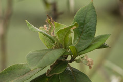 Scaevola gaudichaudiana