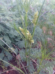 Cyperus sphaerolepis