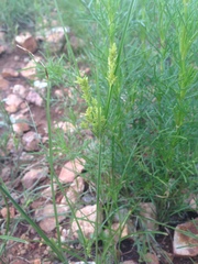 Cyperus sphaerolepis